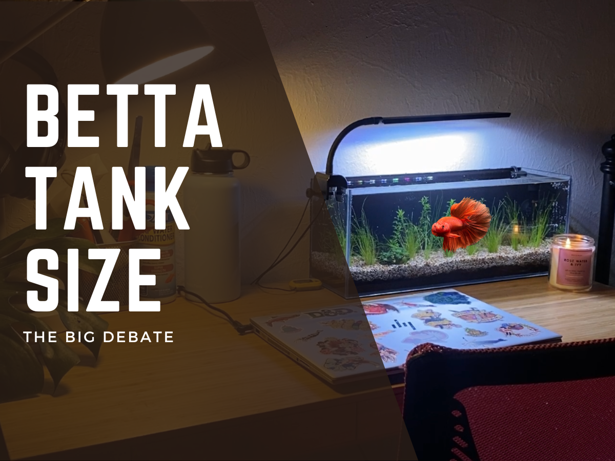 Betta tank clearance