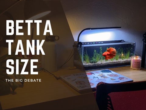 The Big Debate: Betta Tank Size