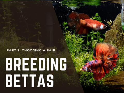 Breeding Bettas - How to Choose a Breeding Pair