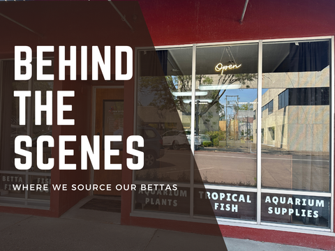 Behind the Scenes | Where we Source our Bettas