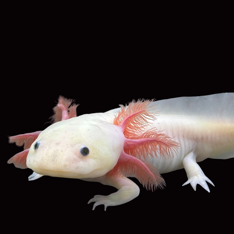 Axolotl Care Guide