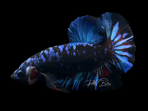 Avatar HMPK Male Betta | M2645