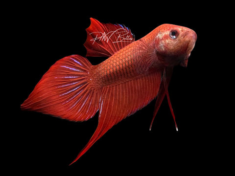 Hybrid Red Wild Type Pair | P2
