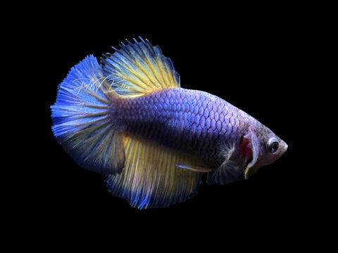 Mustard HM Female Betta | F1687