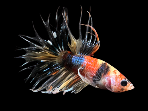 Copper Marble Crowntail Male Betta | M1726
