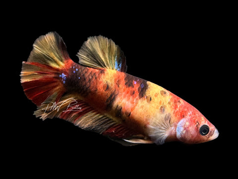 Marble HMPK Female Betta | F1696