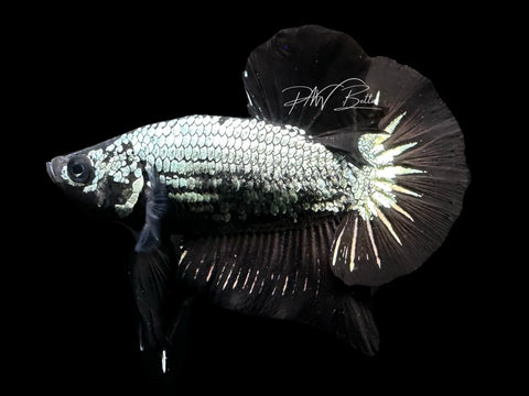 LIVE | Black Dragon HMPK Male | M1