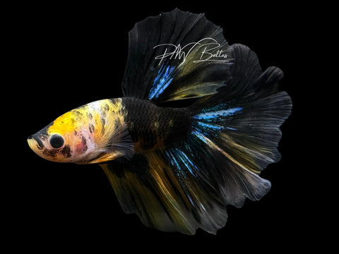 Yellow Koi Halfmoon Male Betta | M2555