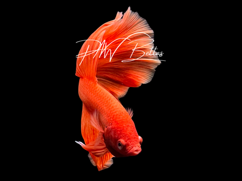 Steve | Super Orange Halfmoon Male Betta