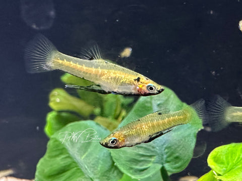 Metallic Livebearer | Girardinus metallicus
