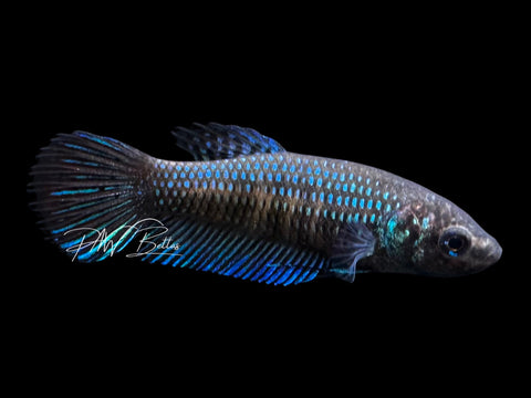 Green Mahachaiensis Pair | P1