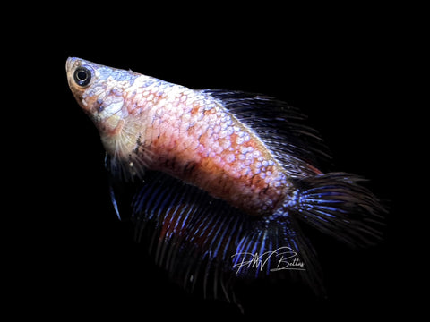 RARE Marble DTCT Female Betta | F1694