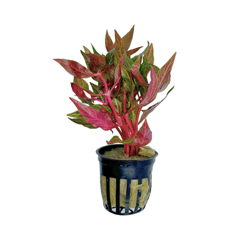 Betta Plant Pack