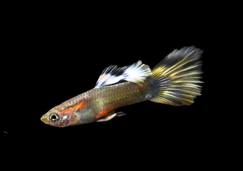 Fancy Assorted Guppy | Locally Bred