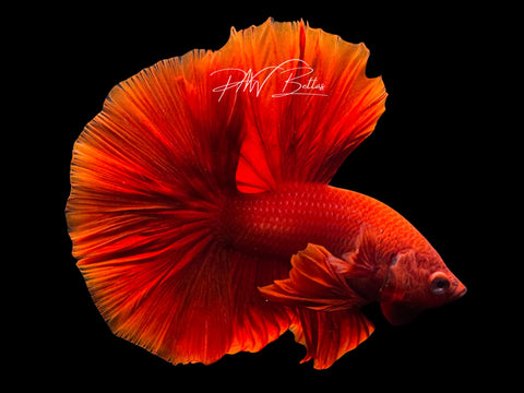 Red Halfmoon Male Betta | M2574