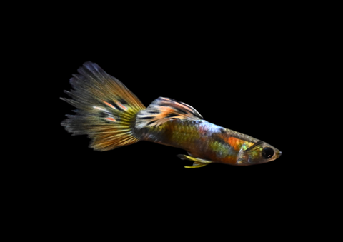 Fancy Assorted Guppy | Locally Bred