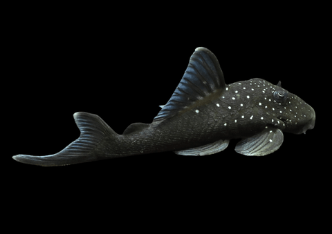 Blue Phantom Pleco L128