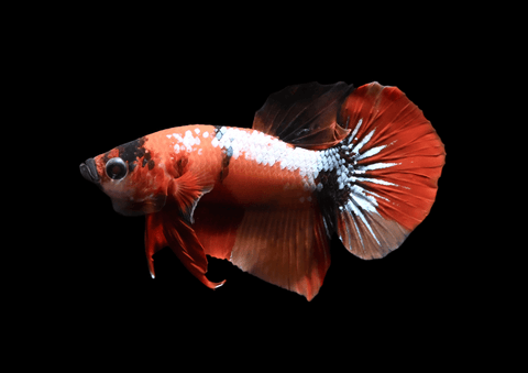 Nemo Koi HMPK Male Betta | 5291