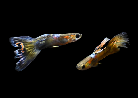 Fancy Assorted Guppy | Locally Bred