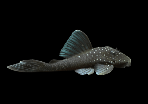 Blue Phantom Pleco L128