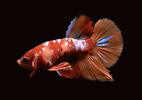 Candy Galaxy Koi HMPK Male Betta | 5292