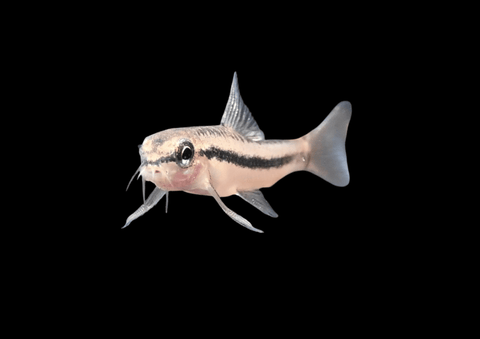 Rosy Loach