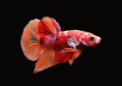 Candy Galaxy Koi HMPK Male Betta | 5292
