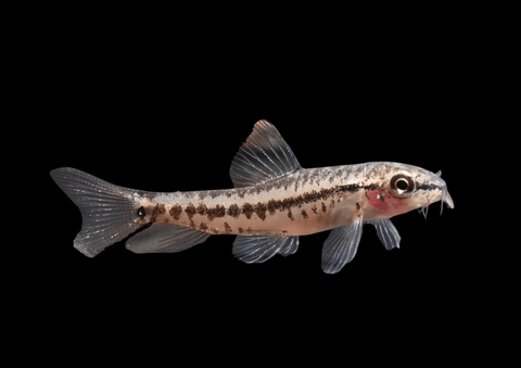Rosy Loach