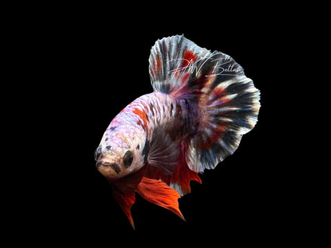 Red Koi Galaxy HMPK Male Betta | M2573