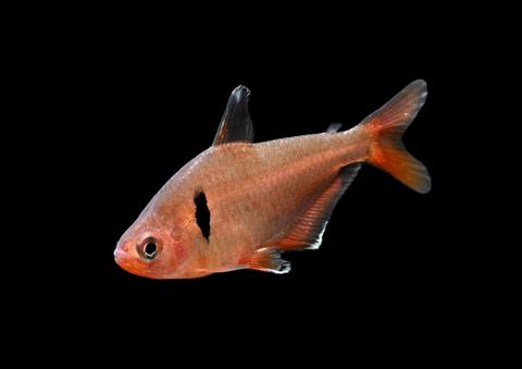 Serpae Tetra | Hyphessobrycon eques