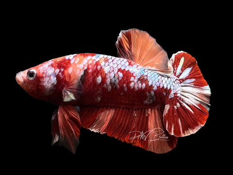 Copper Nemo HMPK Male Betta | M2650