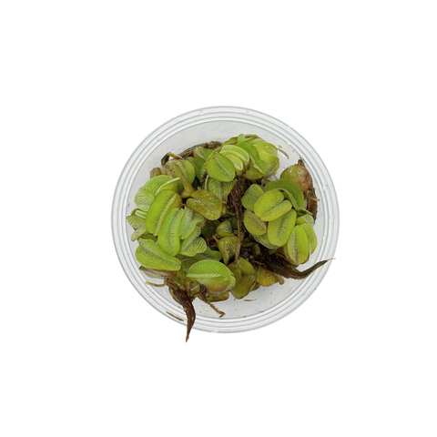 Betta Plant Pack