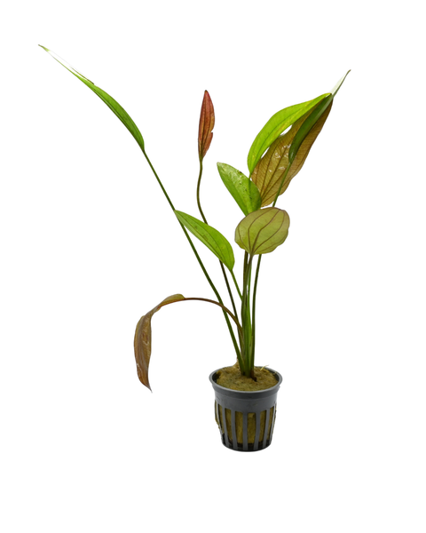 Chocolate Marble Sword | Echinodorus sp