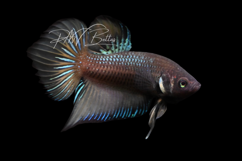 Hybrid Wild Type Plakat Male Betta | M2903