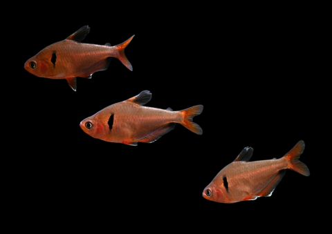 Serpae Tetra | Hyphessobrycon eques