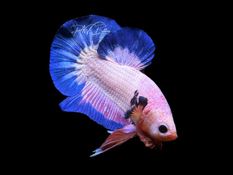 Fancy Rim HMPK Male Betta | M2643