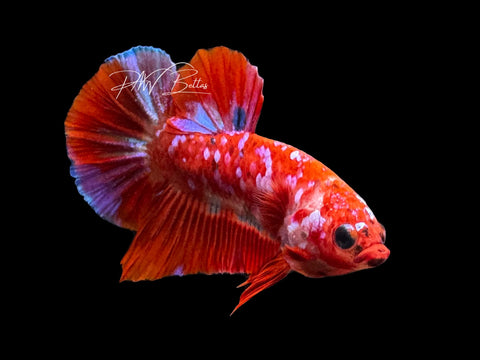 Red Galaxy HMPK Male Betta | M2872
