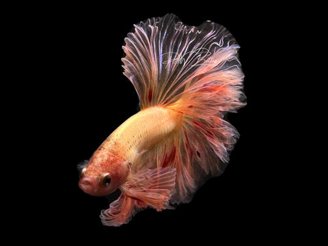 Armageddon HM Male Betta | M2648
