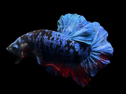 Avatar HMPK Male Betta | M2558