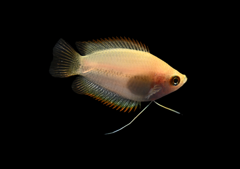 Honey Gourami | Trichogaster chuna