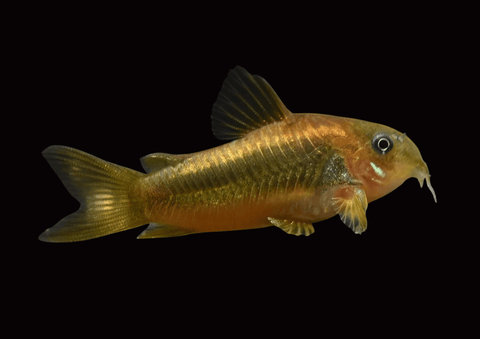 Gold Laser Cory | Corydoras sp. CW010