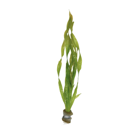 Betta Plant Pack