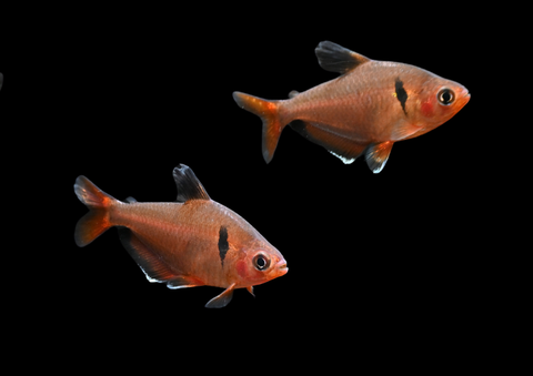 Serpae Tetra | Hyphessobrycon eques