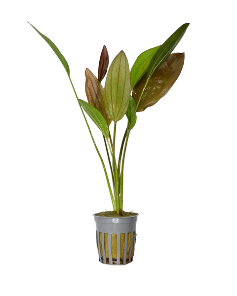 Chocolate Marble Sword | Echinodorus sp
