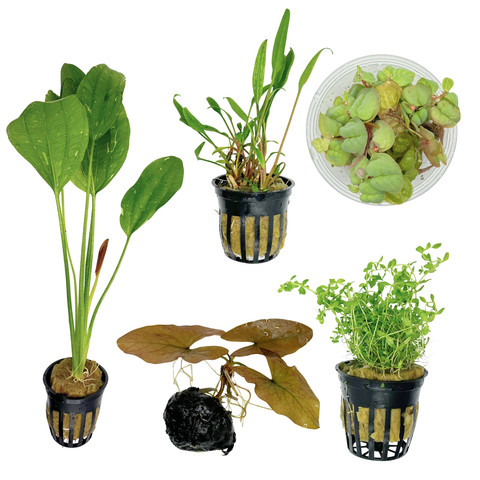 Betta Plant Pack