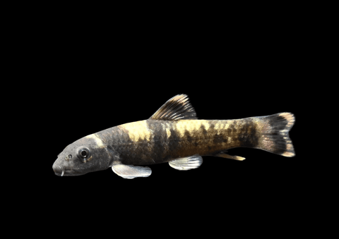 Panda Garra