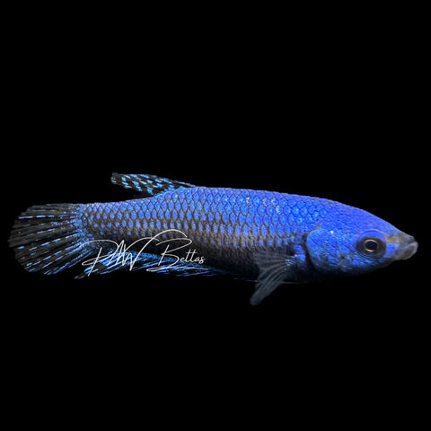 Blue Alien Betta | Wild Bettas