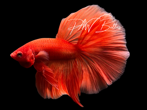 Steve | Super Orange Halfmoon Male Betta