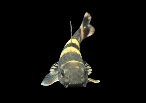 Panda Garra