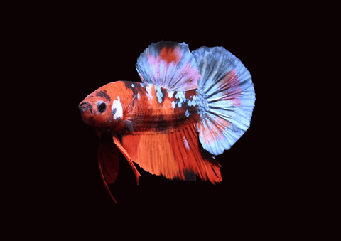 Koi Galaxy HMPK Male Betta | 5294